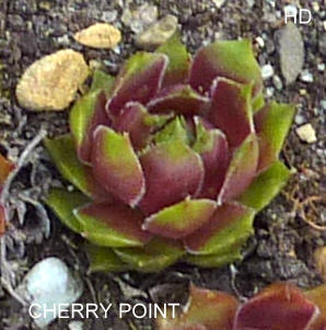 Cherry Point