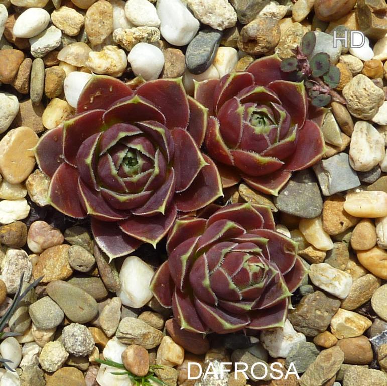 Dafrosa / Jovi