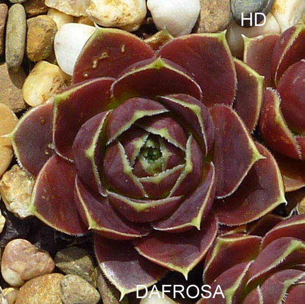 Dafrosa / Jovi
