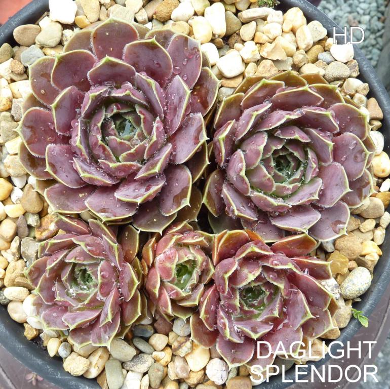 Daglight Splendor / Jovi
