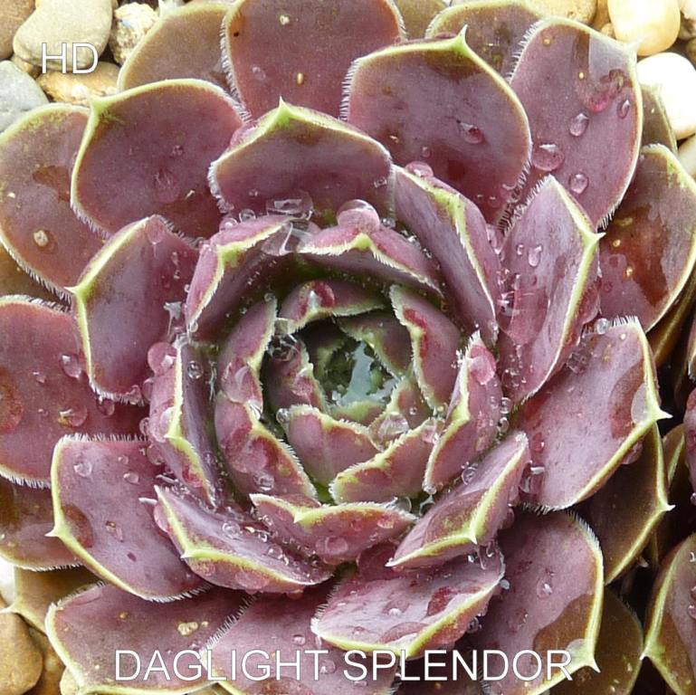 Daglight Splendor / Jovi