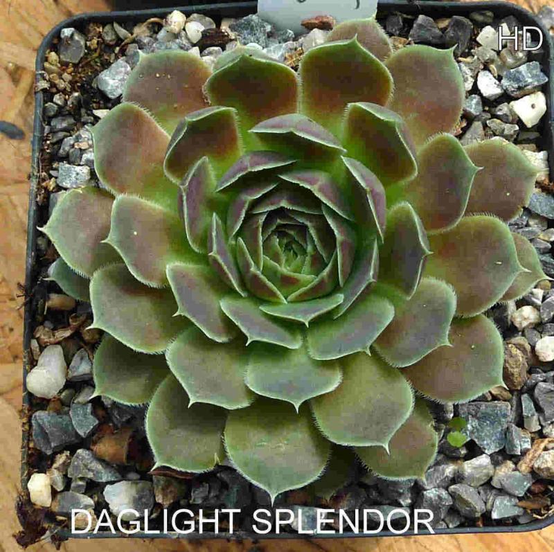 Daglight Splendor / Jovi
