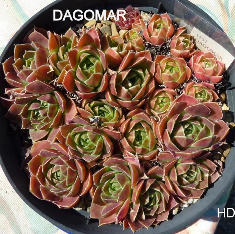 Dagomar / Jovi