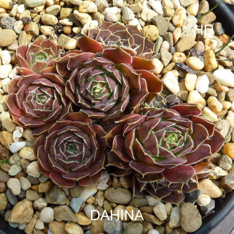 Dahina / Jovi