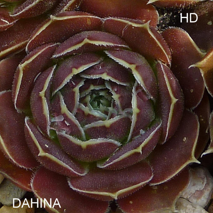 Dahina / Jovi