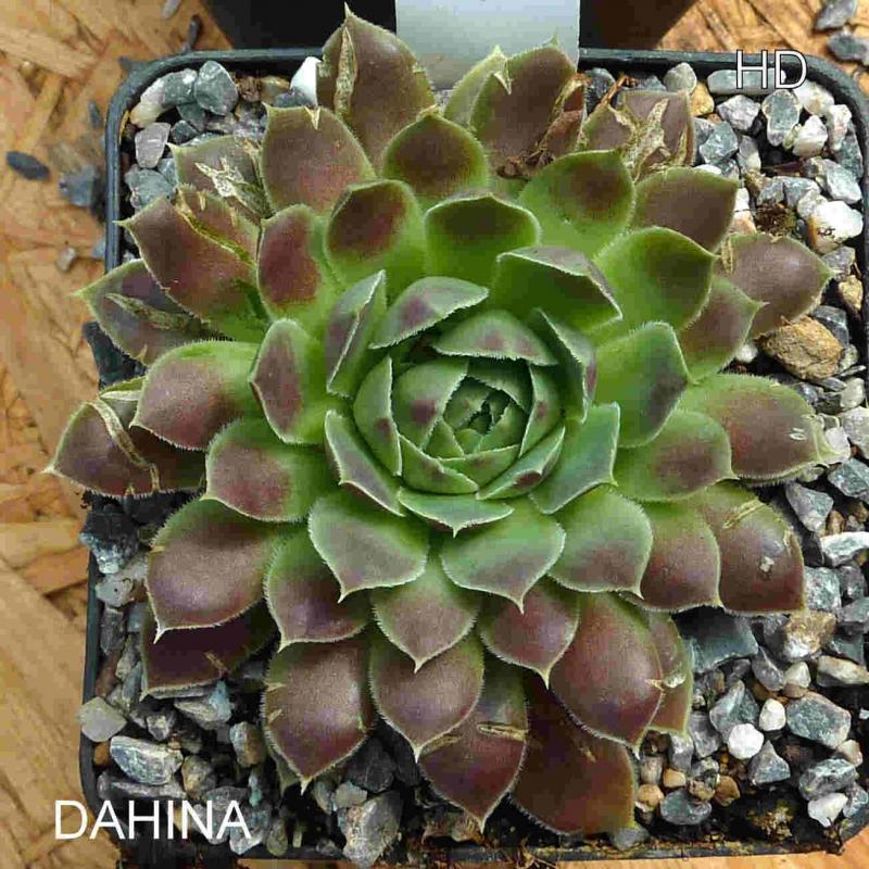 Dahina / Jovi