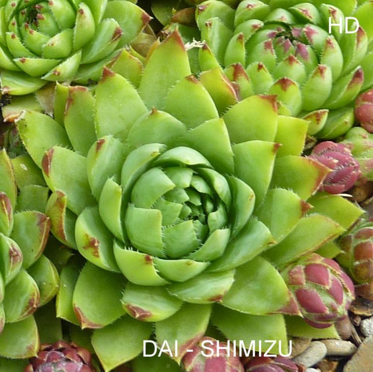 Dai-Shimizu / Jovi