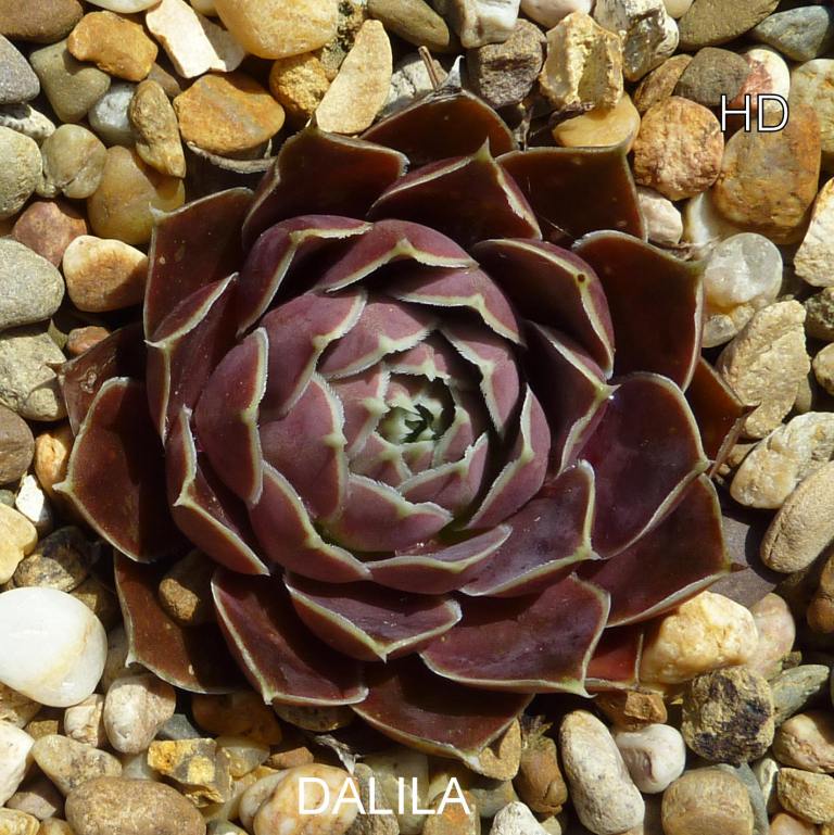 Dalila / Jovi