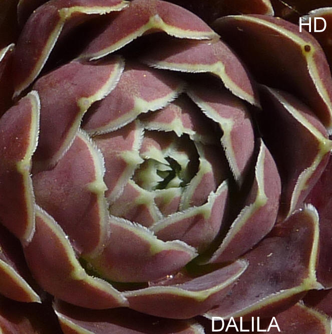 Dalila / Jovi