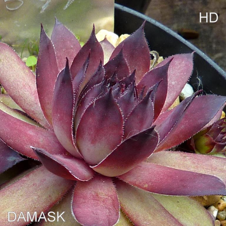 Damask