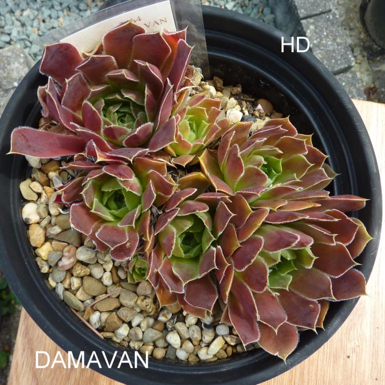 Damavan / Jovi