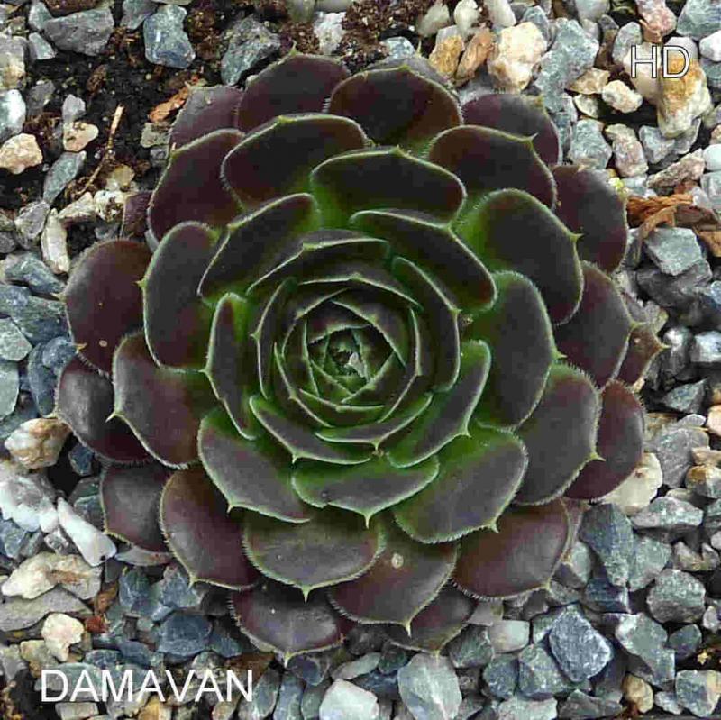 Damavan / Jovi