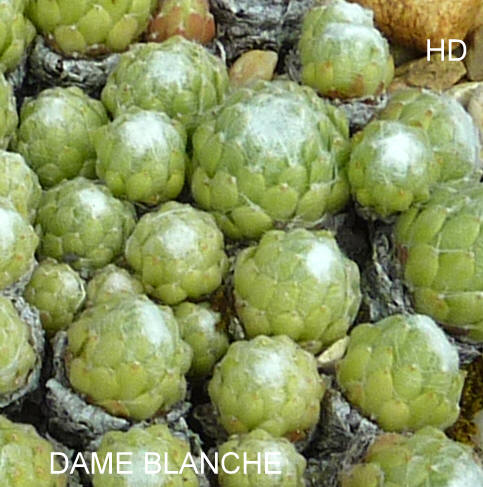 Dame Blanche