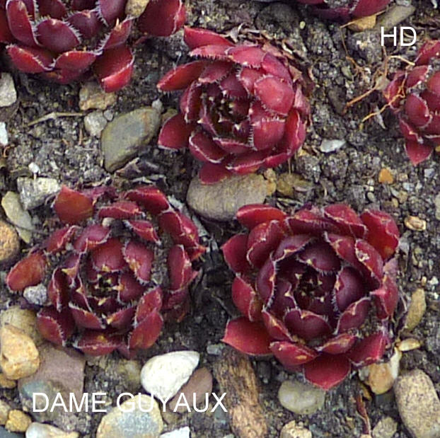 Dame Guyaux