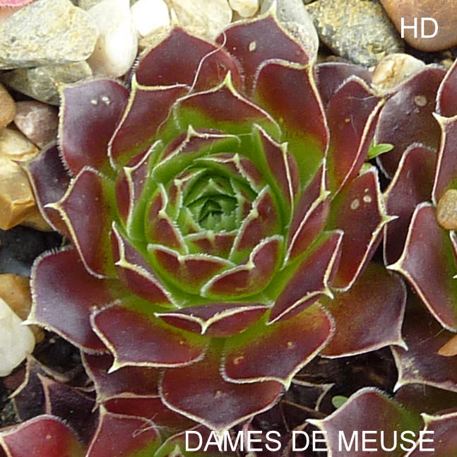 Dames de Meuse / Jovi