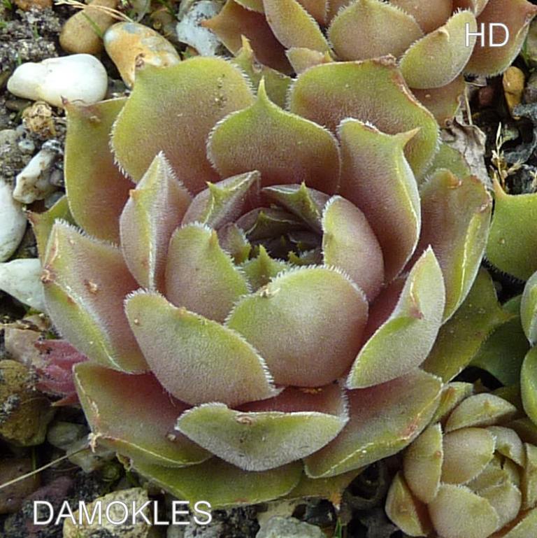 Damokles