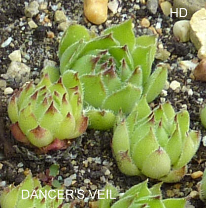 Dancer's Veil