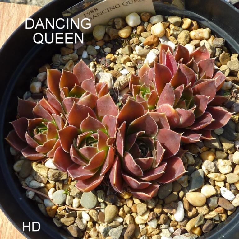 Dancing Queen / Jovi