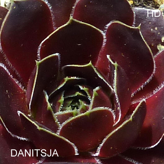 Danitsja / Jovi