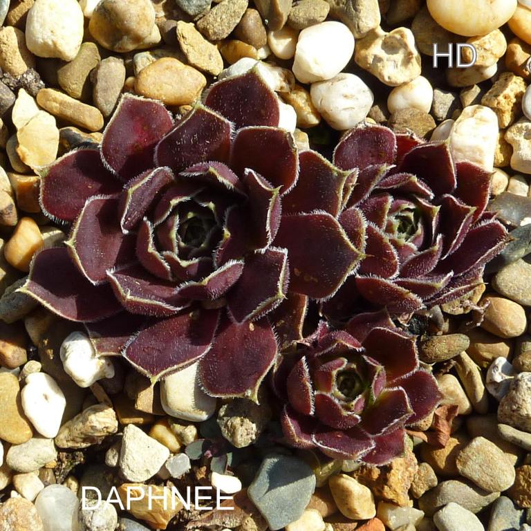 Daphnee / Jovi