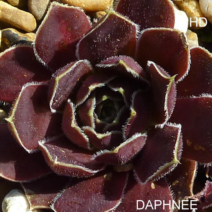 Daphnee / Jovi