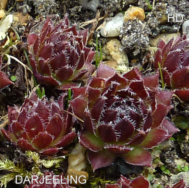Darjeeling