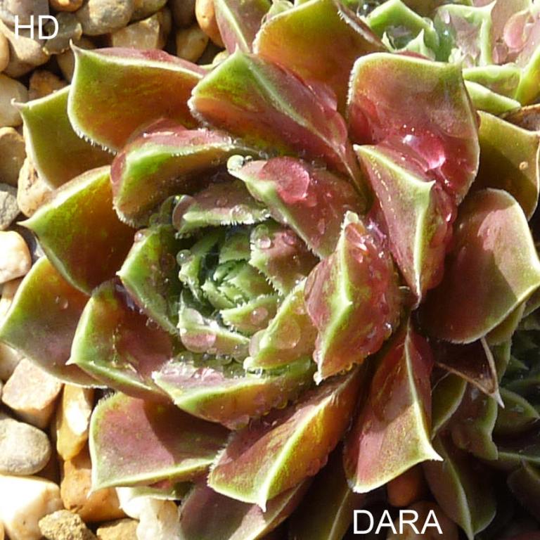 Dara / Jovi