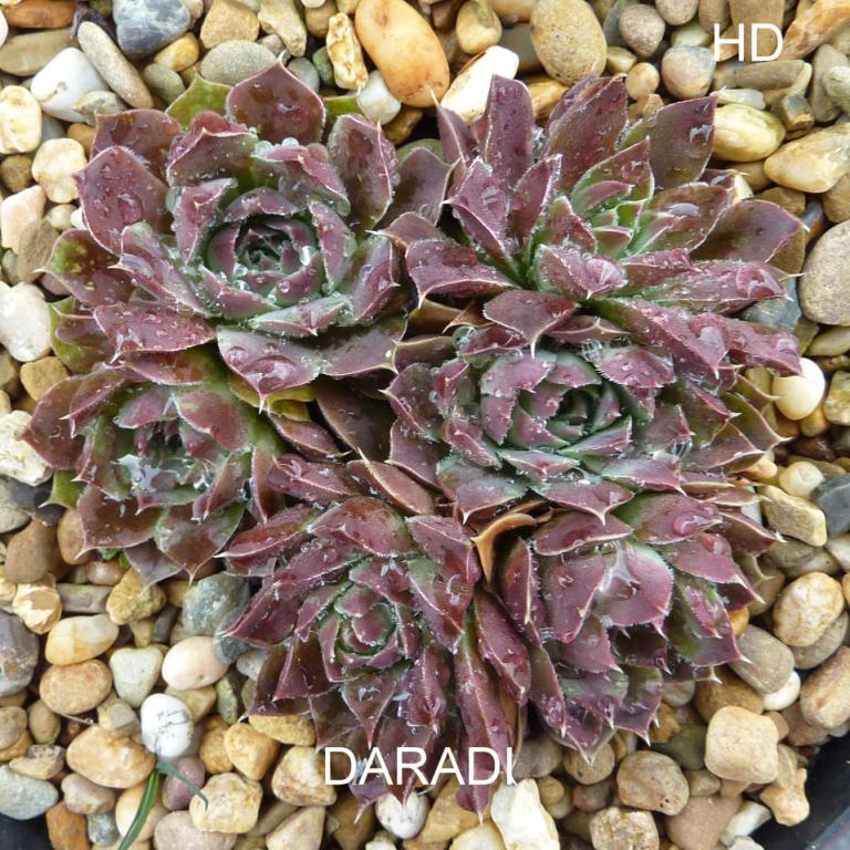 Daradi / Jovi