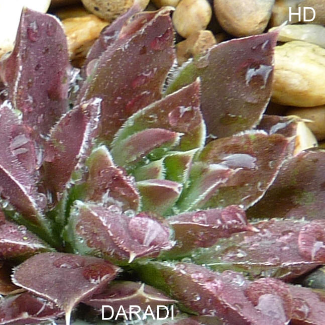 Daradi / Jovi