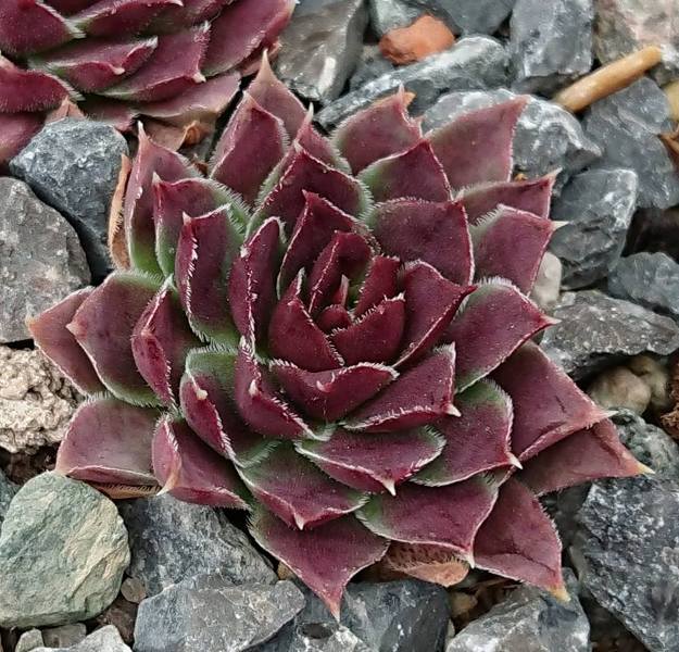 Daradi / Jovi
