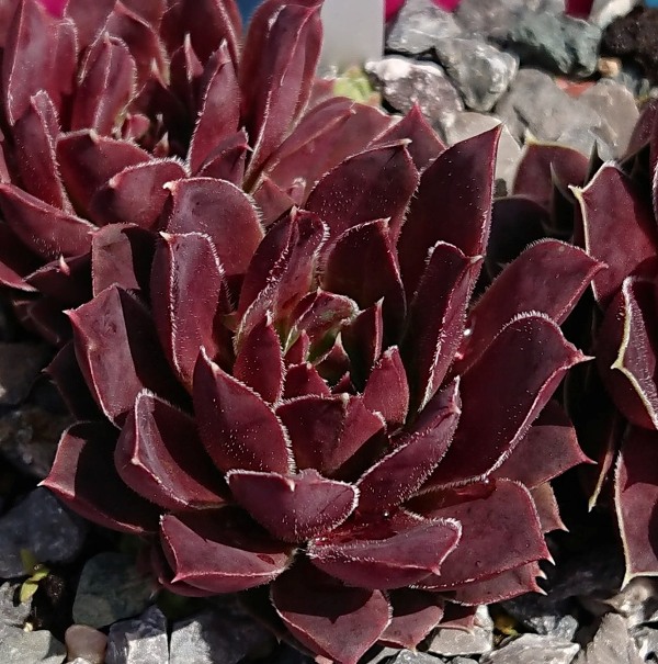 Daradi / Jovi