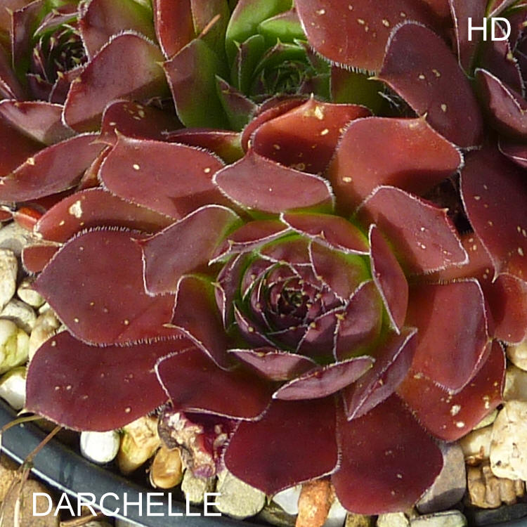Darchelle / Jovi