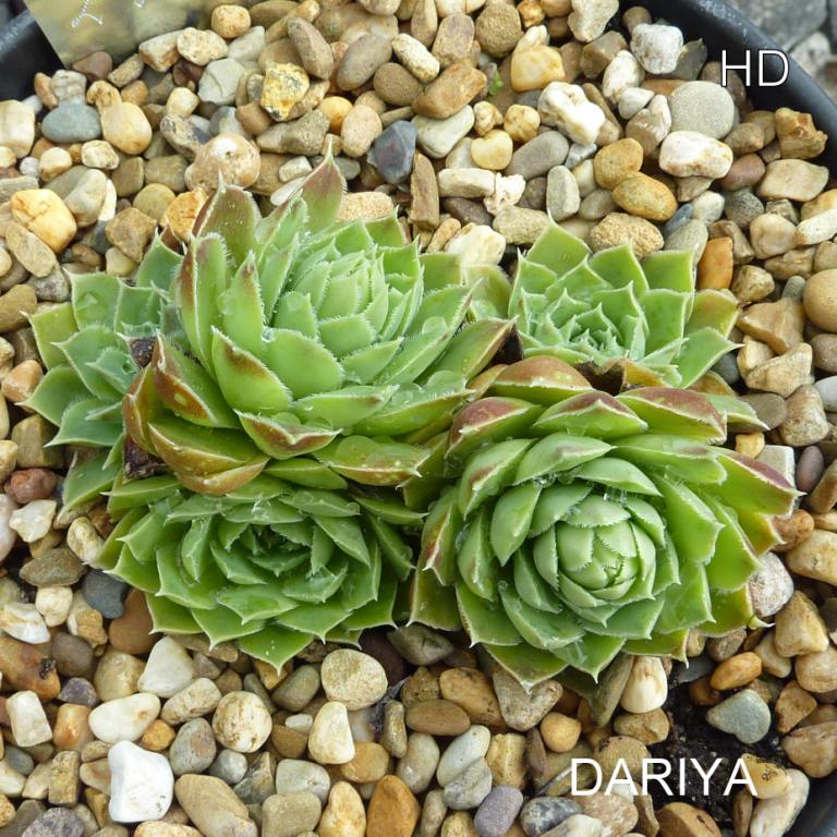 Dariya / Jovi