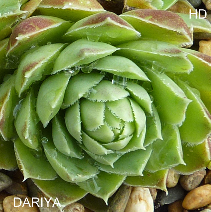 Dariya / Jovi