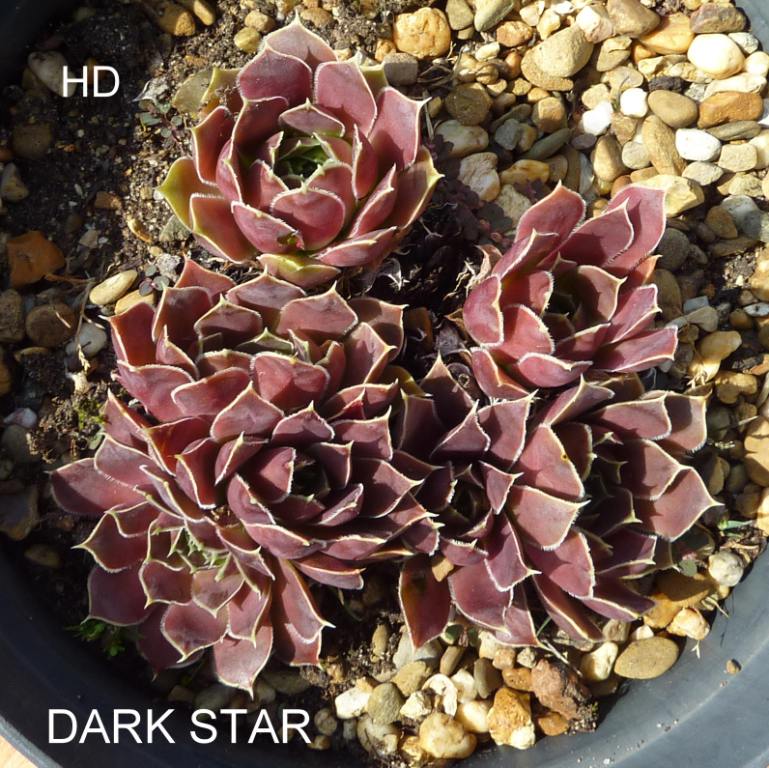 Dark Star / Jovi