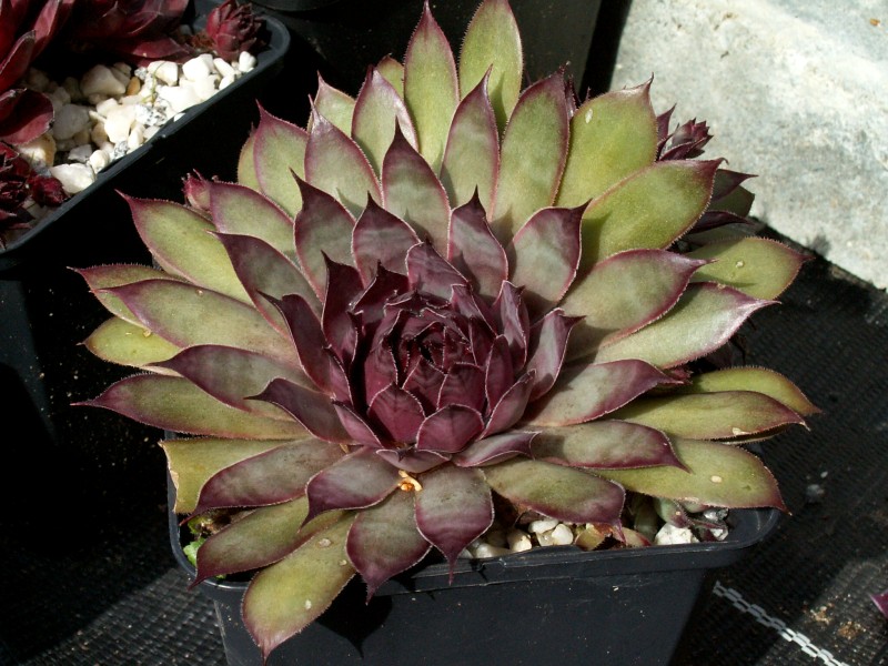Dark Beauty
