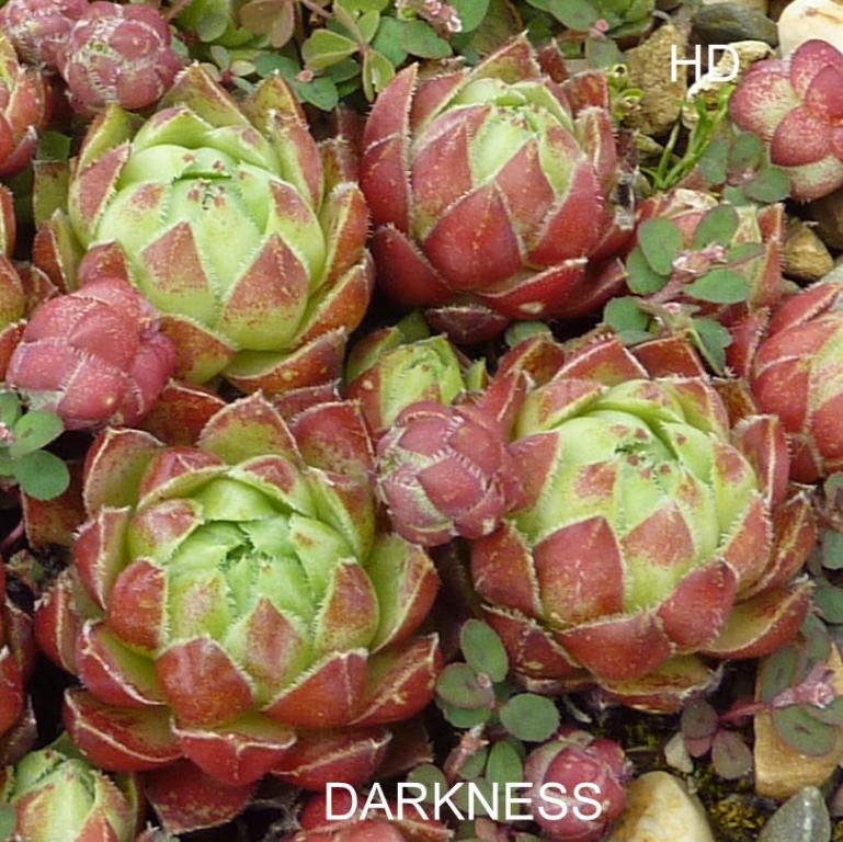 Darkness / Jovi