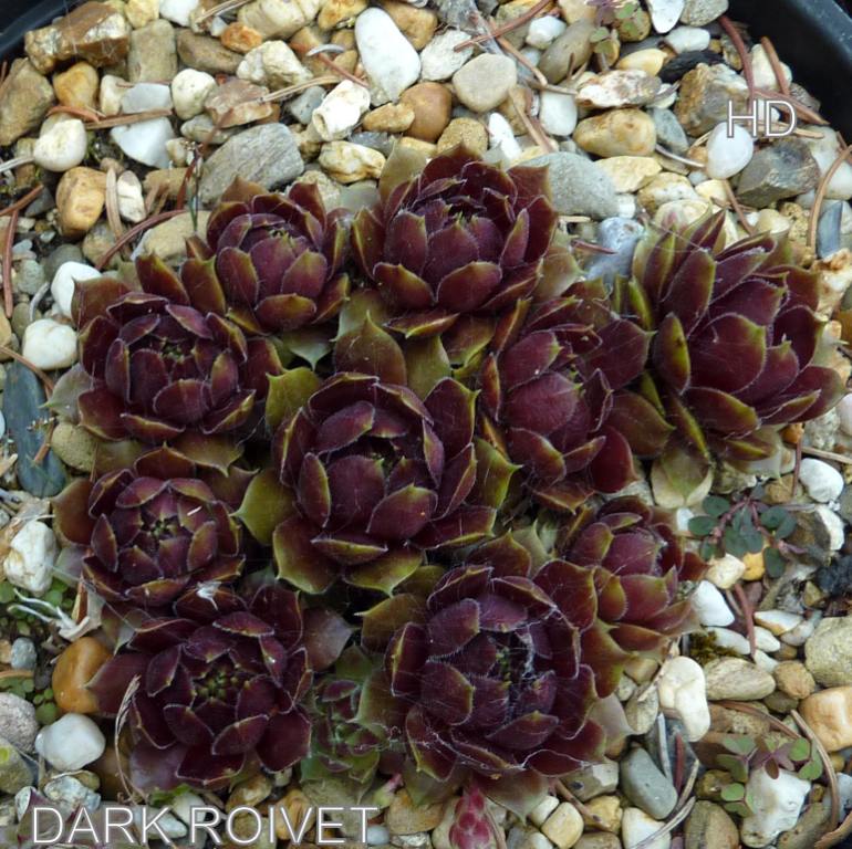 Dark Roivet