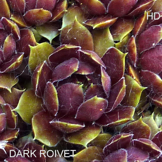 Dark Roivet