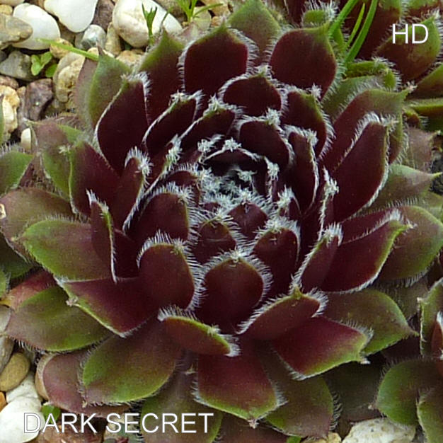 Dark Secret