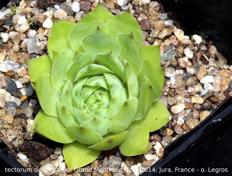 tectorum var. tectorum (decoloratum) from Grand Montrond
