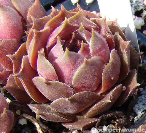 marmoreum ssp. reginae-amaliae (degenianum)