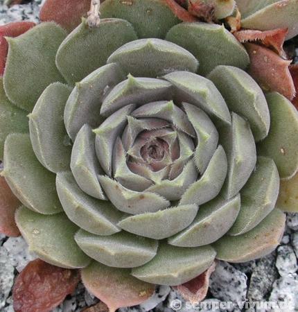 marmoreum ssp. reginae-amaliae (degenianum)