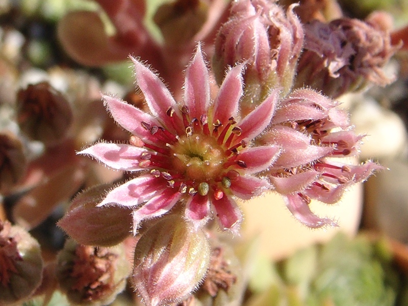 marmoreum ssp. reginae-amaliae (degenianum)