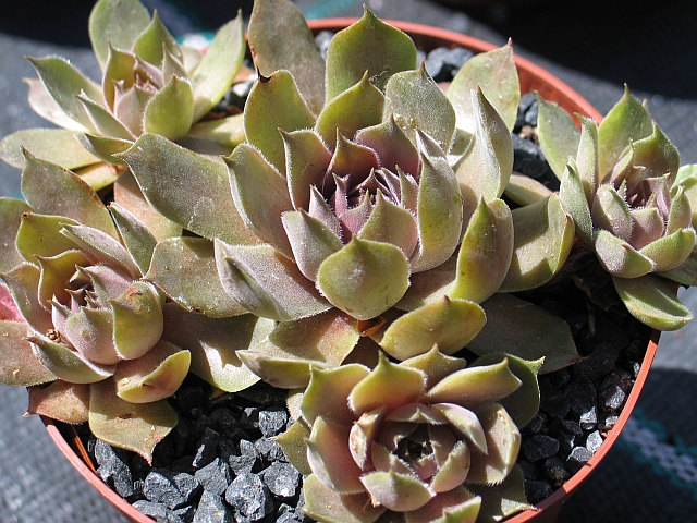 marmoreum ssp. reginae-amaliae (degenianum)