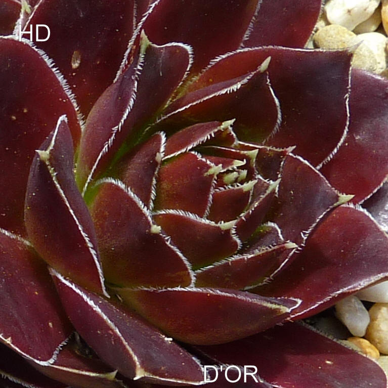 D'Or / Jovi