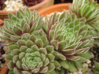 Cho