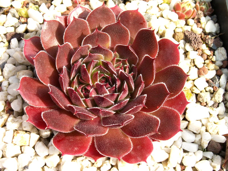 Cherry Glow / Jovi