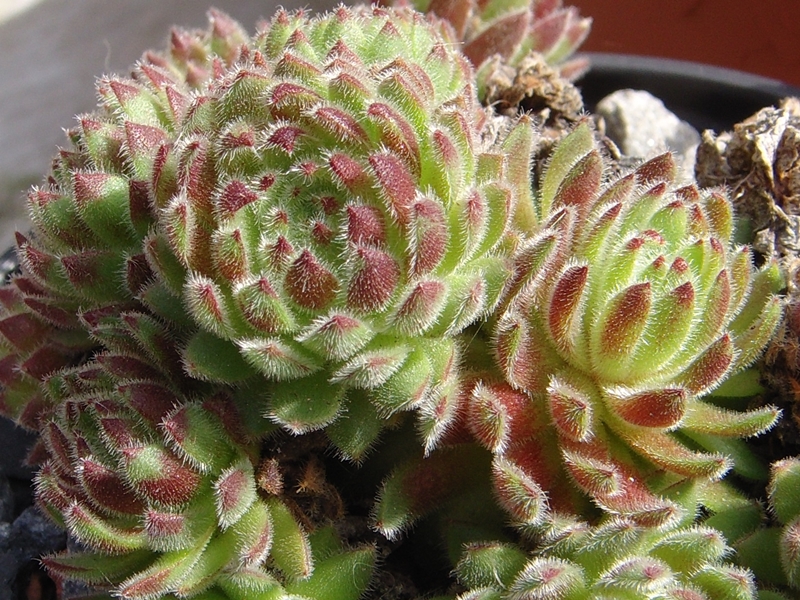 Cho