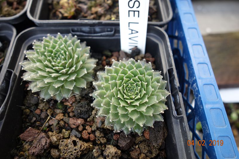 Korspelse Lavina